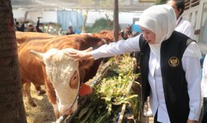 Khofifah Himbau Penyembelihan Hewan Kurban Terapkan Prinsip Animal Welfare