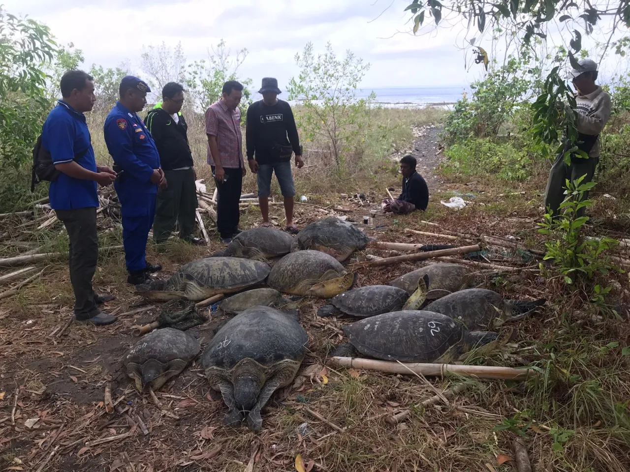 Ditpolairud Polda Bali, Ungkap Penangkapan Penyu Hijau.