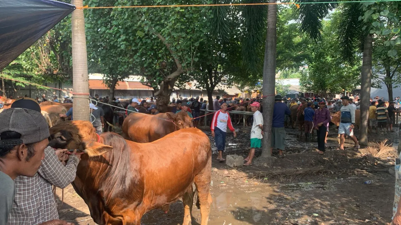 Ketua PPSDS Jawa Timur Meragukan Data BPS Terkait Jumlah Populasi Sapi Potong sangat Sedikit