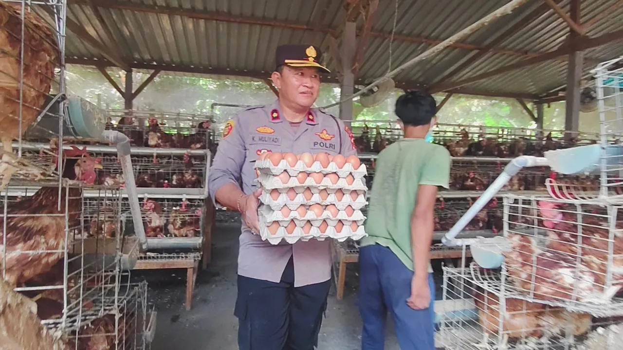 Dukung Program Ketahanan Pangan 100 Hari Presiden Prabowo, Kapolsek Gilimanuk Panen Telur Ayam