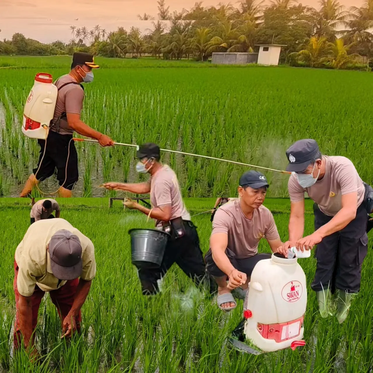 Dukung Ketahanan Pangan Nasional Kapolsek Gilimanuk Melakukan Penyemprotan Dan Pemupukan Tanaman Padi 