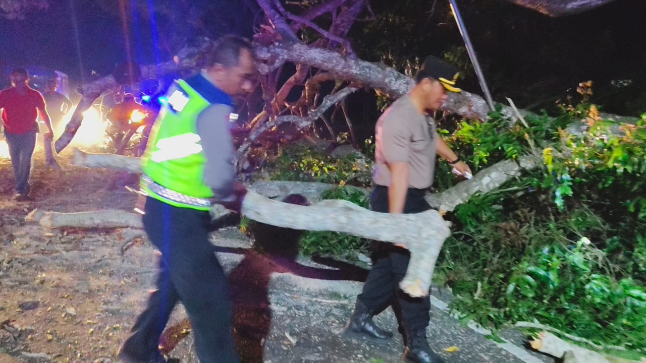 Gercep Kapolsek Gilimanuk Evakuasi Pohon Tumbang di Jalan Raya Denpasar-Gilimanuk