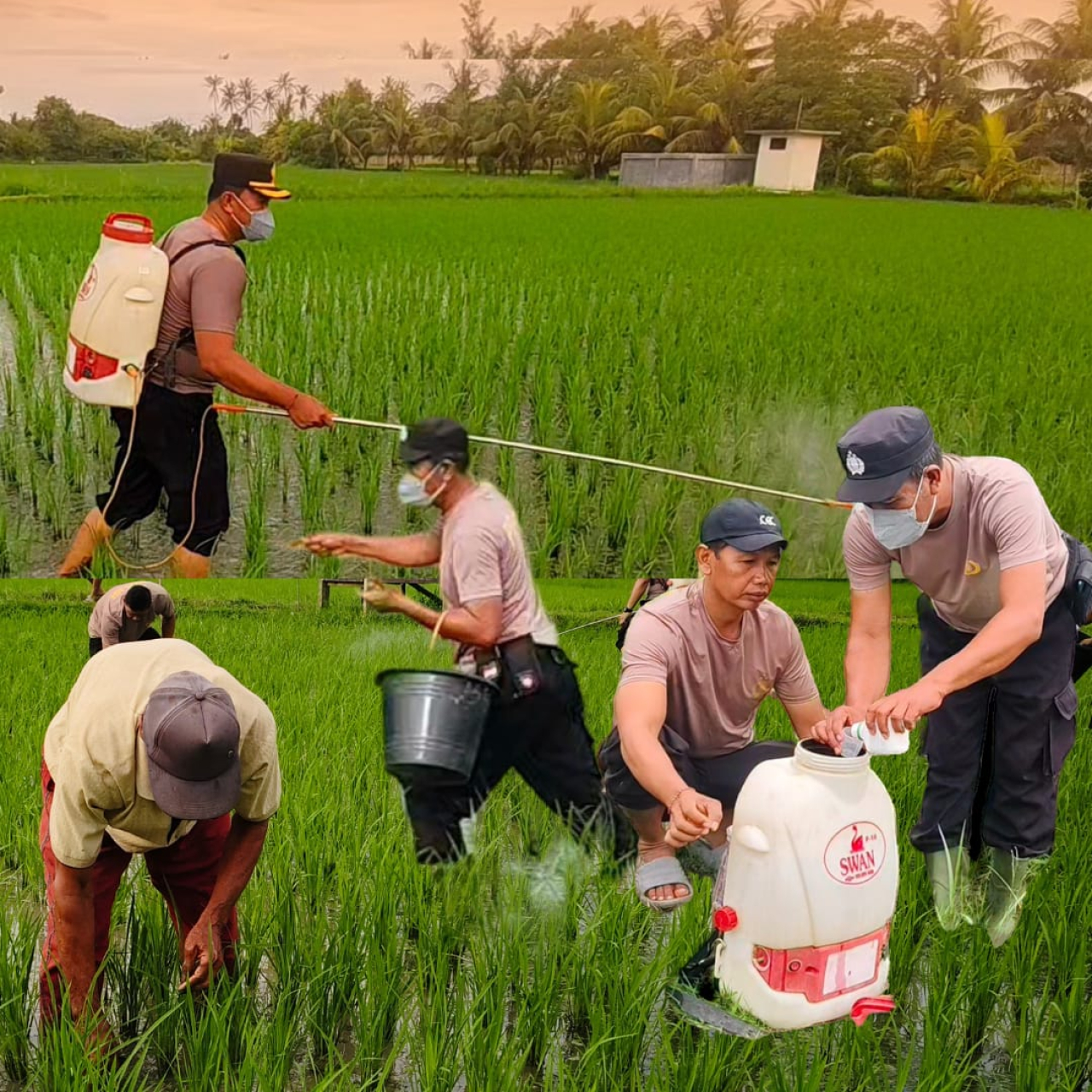 Dukung Ketahanan Pangan Nasional Kapolsek Gilimanuk Melakukan Penyemprotan Dan Pemupukan Tanaman Padi 
