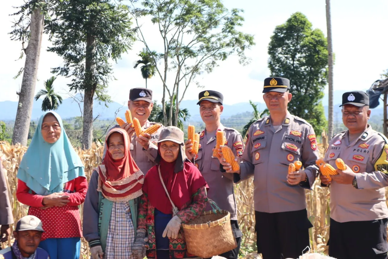 Dipimpin Kabag SDM, Polres Tanggamus Panen 10 Ton Jagung di Pulau Panggung, Tingkatkan Ketahanan Pangan