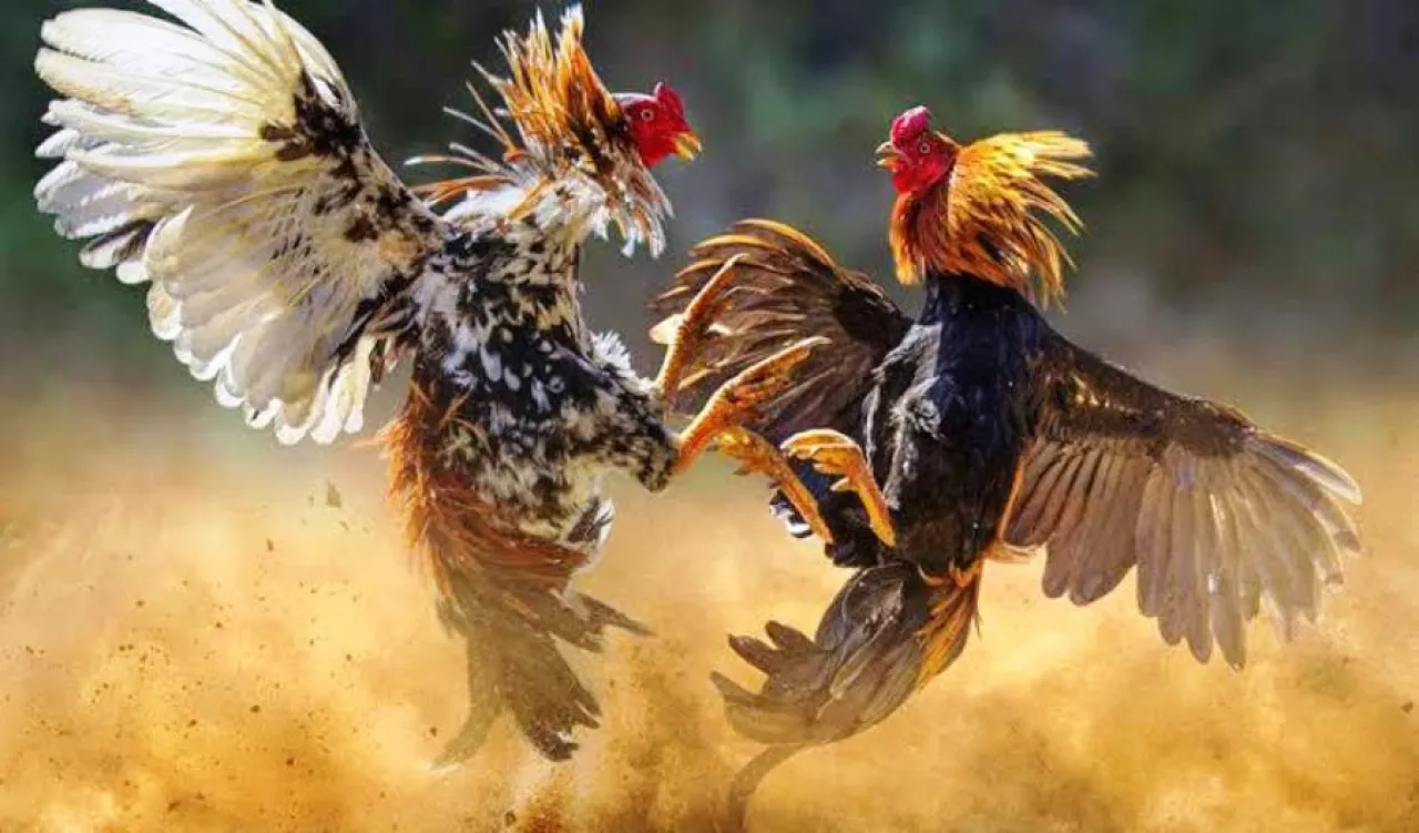 Warga Dampit Malang Resah, Praktik Judi Sabung Ayam Tak Tersentuh Hukum
