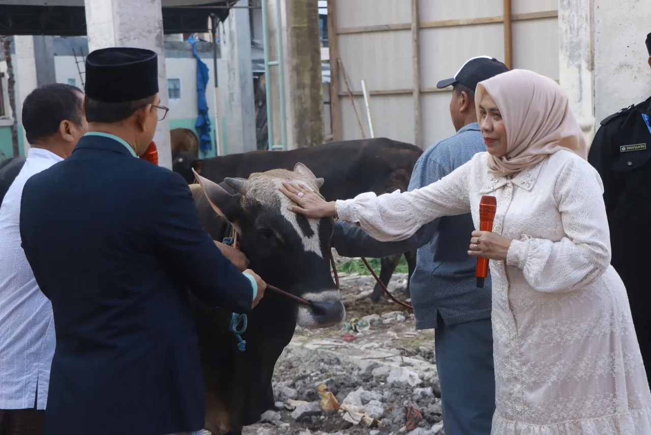 Di Momen Idul Adha 2025 Unitomo Sembelih 13 Sapi Kurban