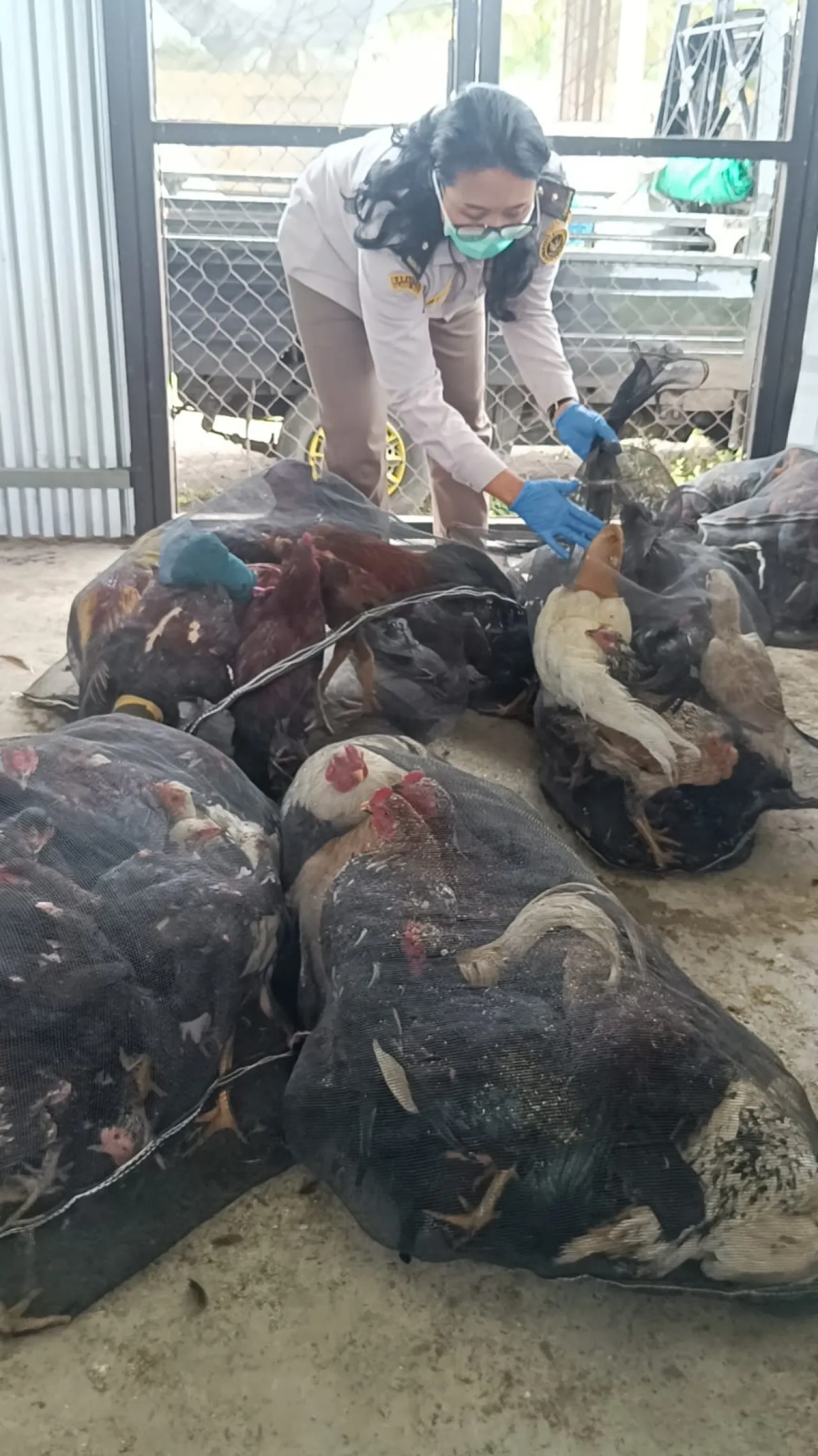 Karantina Jawa Timur Gagalkan Pengiriman 40 Ekor Ayam “Bodong” ke Bali 