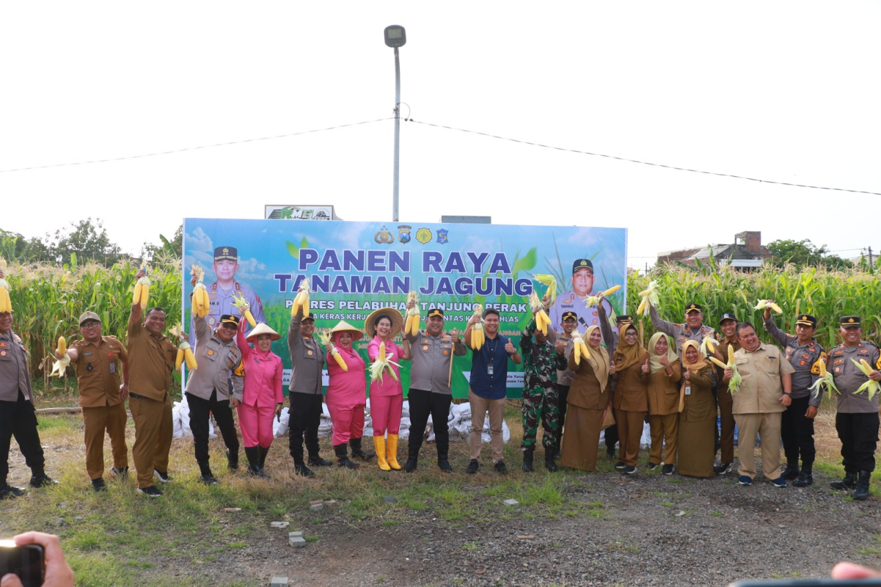 Polres Pelabuhan Tanjung Perak Ajak Mahasiswa Panen Jagung di Tambak Wedi, dalam Rangka Swasembada Pangan