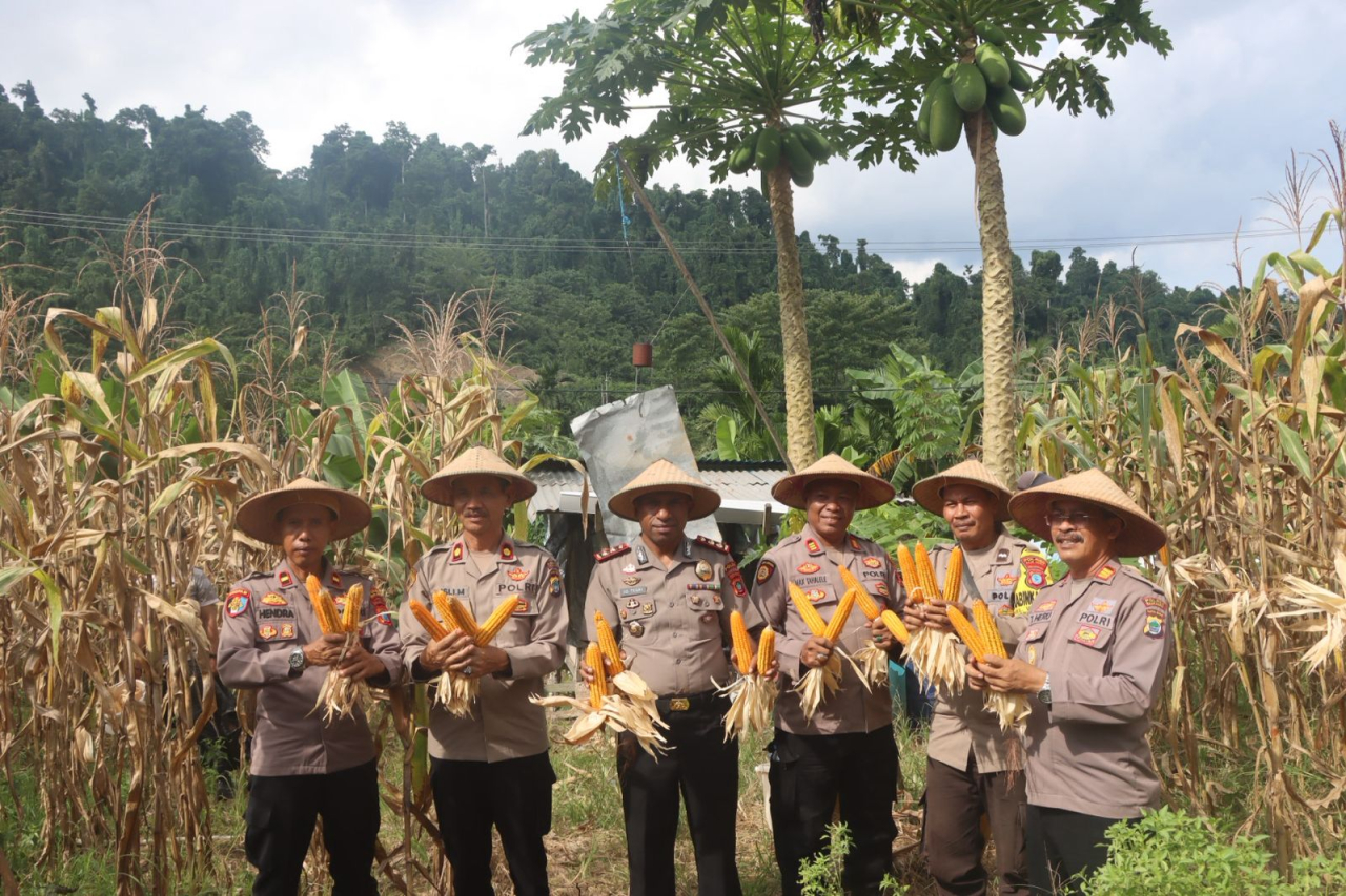 Sebagai Wujud Dukungan Polri Swasembada Pangan, Kapolres Raja Ampat laksanakan Panen Jagung