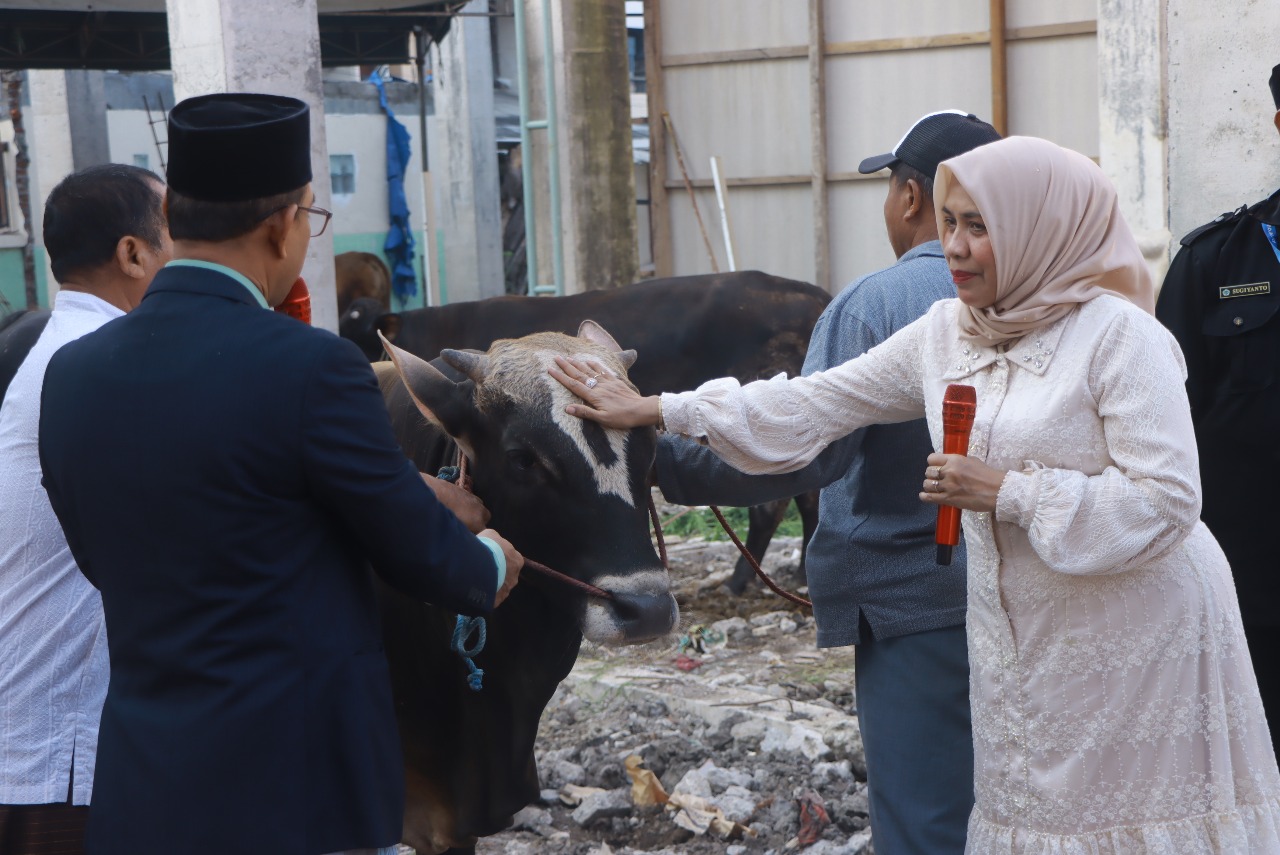 Di Momen Idul Adha 2025 Unitomo Sembelih 13 Sapi Kurban