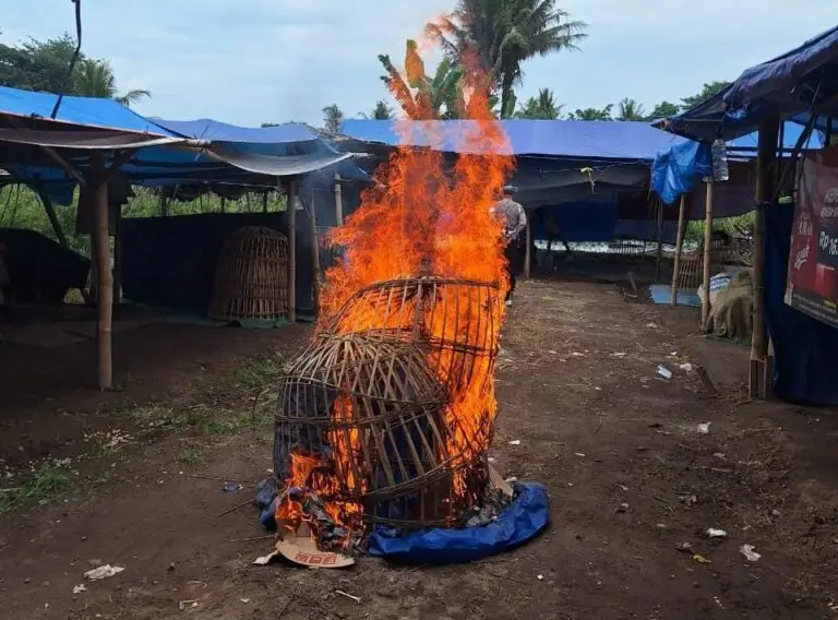 Polsek Singojuruh Bersama Resmob Polresta Banyuwangi Grebek Bongkar dan Bakar Arena Judi Sabung Ayam, Dusun Garut, Desa