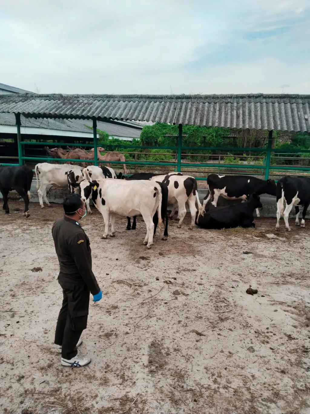 Ratusan Ternak Impor Disaring Ketat di Juanda, Cegah Penyakit Masuk Indonesia