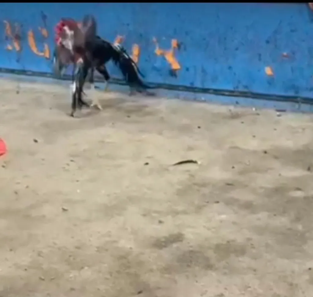 Diduga Jadi Arena Judi Sabung Ayam, Aktivitas di Bantar Brati Grobogan Tuai Sorotan Warga
