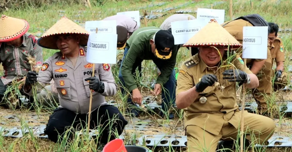 Panen Perdana Bawang Putih di Ulubelu Berhasil, Polres Tanggamus Hasilkan Hingga 5 Ton dari Lahan 700 Meter Persegi