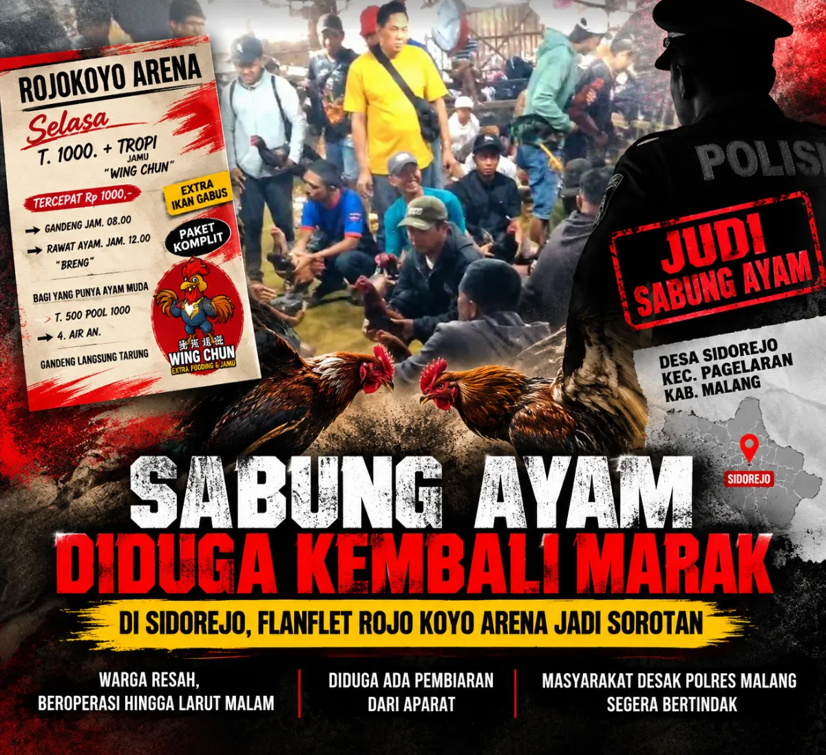Sabung Ayam Diduga Kembali Marak di Sidorejo, Flanflet Rojo Koyo Arena Jadi Sorotan