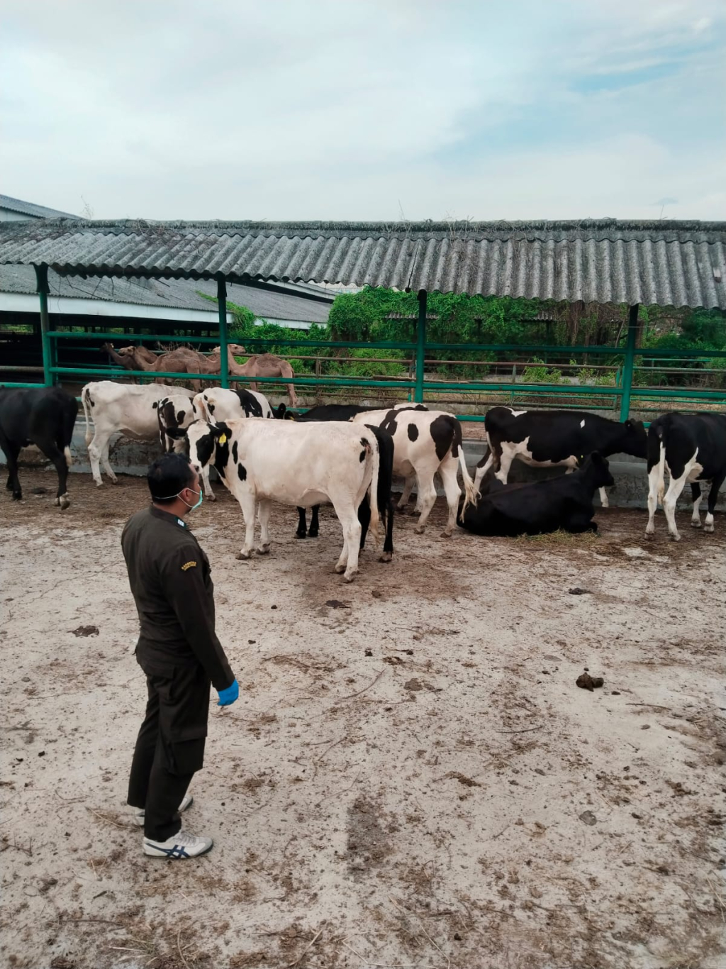 Ratusan Ternak Impor Disaring Ketat di Juanda, Cegah Penyakit Masuk Indonesia