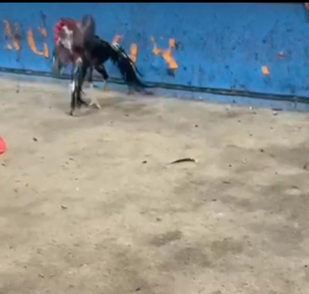 Diduga Jadi Arena Judi Sabung Ayam, Aktivitas di Bantar Brati Grobogan Tuai Sorotan Warga