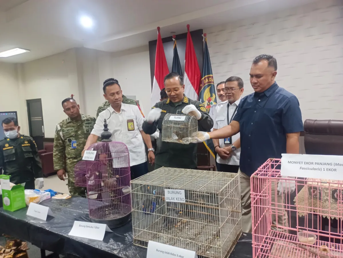 Koper Berisi Monyet Terbongkar di Bandara Juanda, Petugas Kini Telusuri Pemiliknya