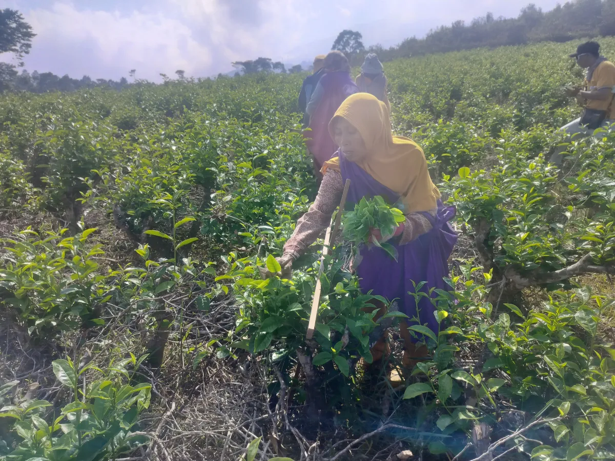 Dari Lereng Kemuning Menembus Pasar Nasional, Teh Gambyong Naik Kelas Berkat Pembinaan BI